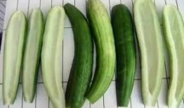 娱乐吃瓜酱花期,揭秘明星幕后故事